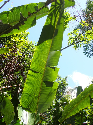 Phenakospermum guyannense, photograph 4