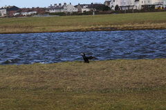 Phalacrocorax carbo carbo