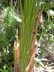 Phenakospermum guyannense, photograph author not stated, no rights reserved