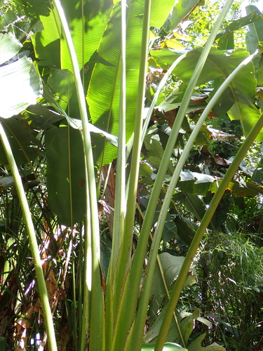 Phenakospermum guyannense, photograph 6