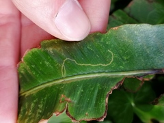 Phytomyza scolopendri