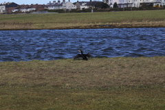 Phalacrocorax carbo carbo