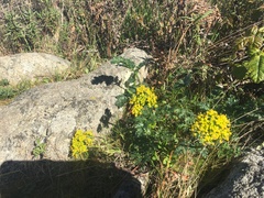 Lomatium parvifolium