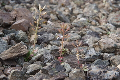 Noccaea cochleariformis