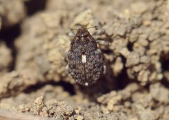 Ethelcus denticulatus