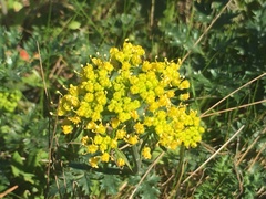 Lomatium parvifolium