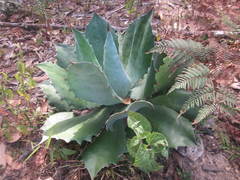 Agave seemanniana