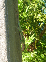 Phelsuma borbonica borbonica