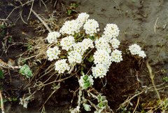 Noccaea cochleariformis