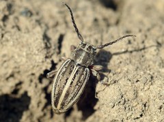 Dorcadion cinerarium