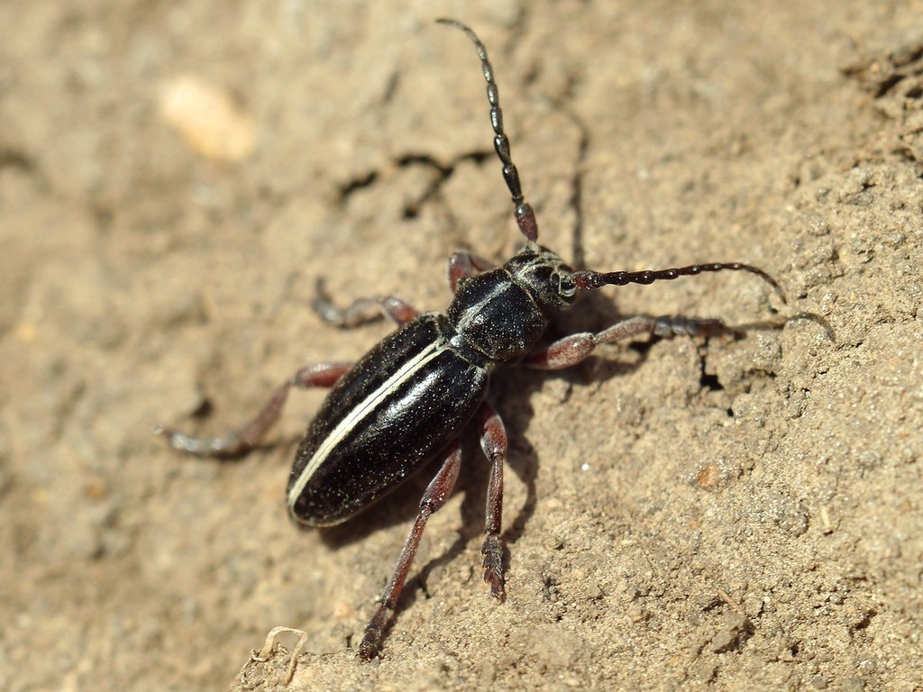 Dorcadion cinerarium