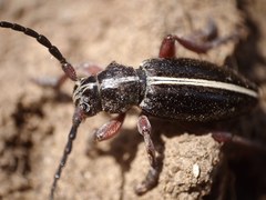 Dorcadion cinerarium