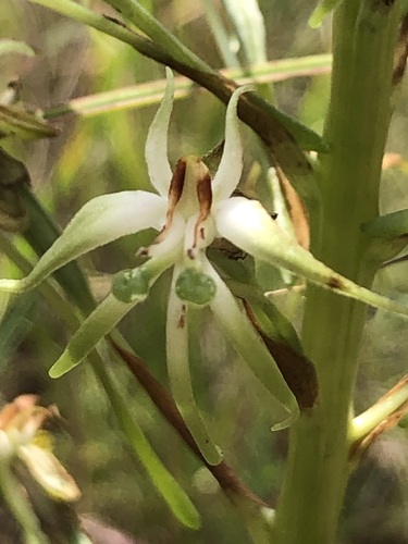 Habenaria nyikana, photograph 4