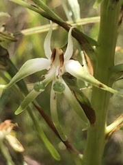 (c) Tam, some rights reserved (CC BY-SA) Habenaria nyikana, photograph (c) Tam, some rights reserved (CC BY-SA)