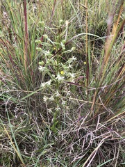 (c) Tam, some rights reserved (CC BY-SA) Habenaria nyikana, photograph (c) Tam, some rights reserved (CC BY-SA)