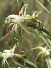 Habenaria nyikana, photograph (c) Tam, some rights reserved (CC BY-SA)