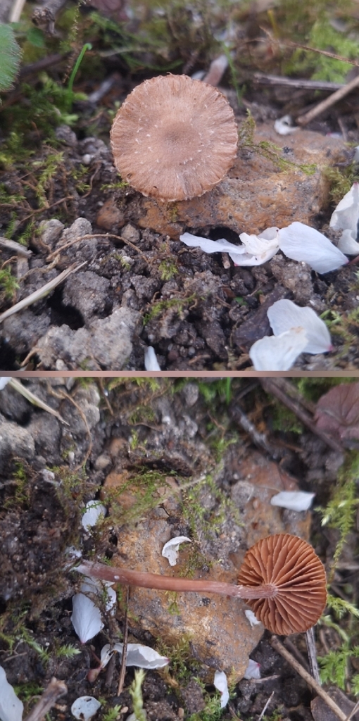 Tubaria conspersa · March 2026 · photo: © yellowplant (iNaturalist, cc-by)