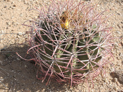 Ferocactus emoryi