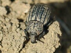 Minyops minutus
