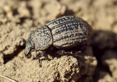Minyops minutus