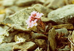 Noccaea cochleariformis