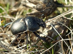 Lethrus apterus