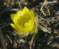 Adonis volgensis