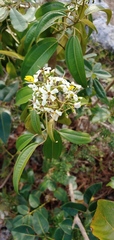 Miconia bicolor