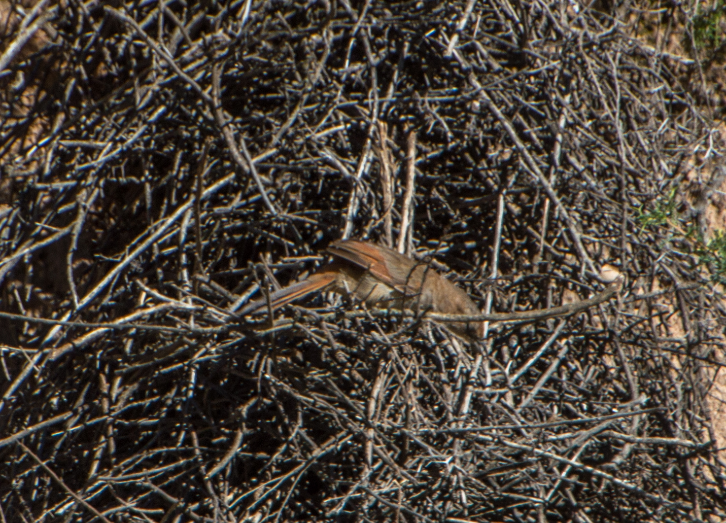 Streak-fronted Thornbird (Phacellodomus striaticeps), photo 2