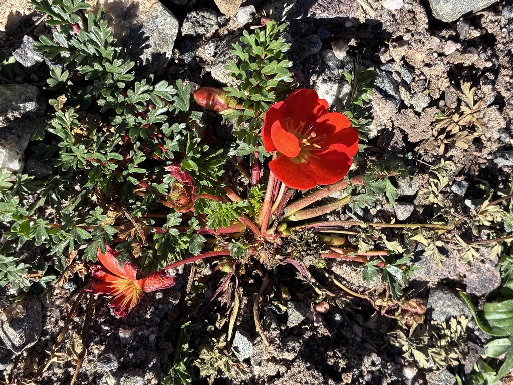 Hypseocharis pimpinellifolia; photograph (c) Facundo Chieffo, some rights reserved (CC BY)