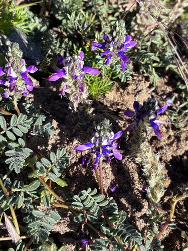 Dalea boliviana, photograph 2