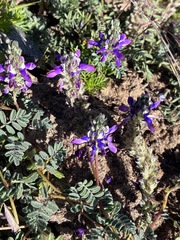 Dalea boliviana, photograph (c) Facundo Chieffo, some rights reserved (CC BY)