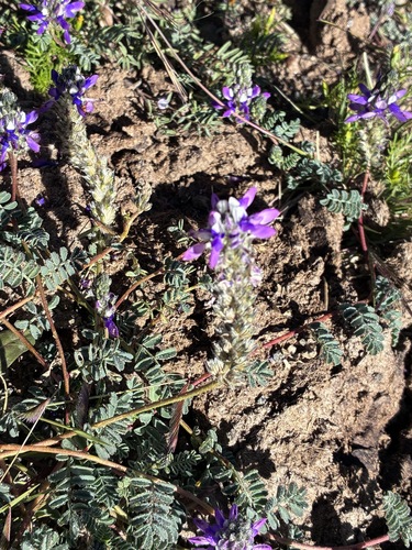 Dalea boliviana, photograph 3