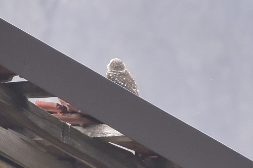 View observation of {o.common_name} on iNaturalist