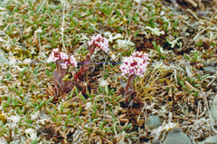 Noccaea cochleariformis