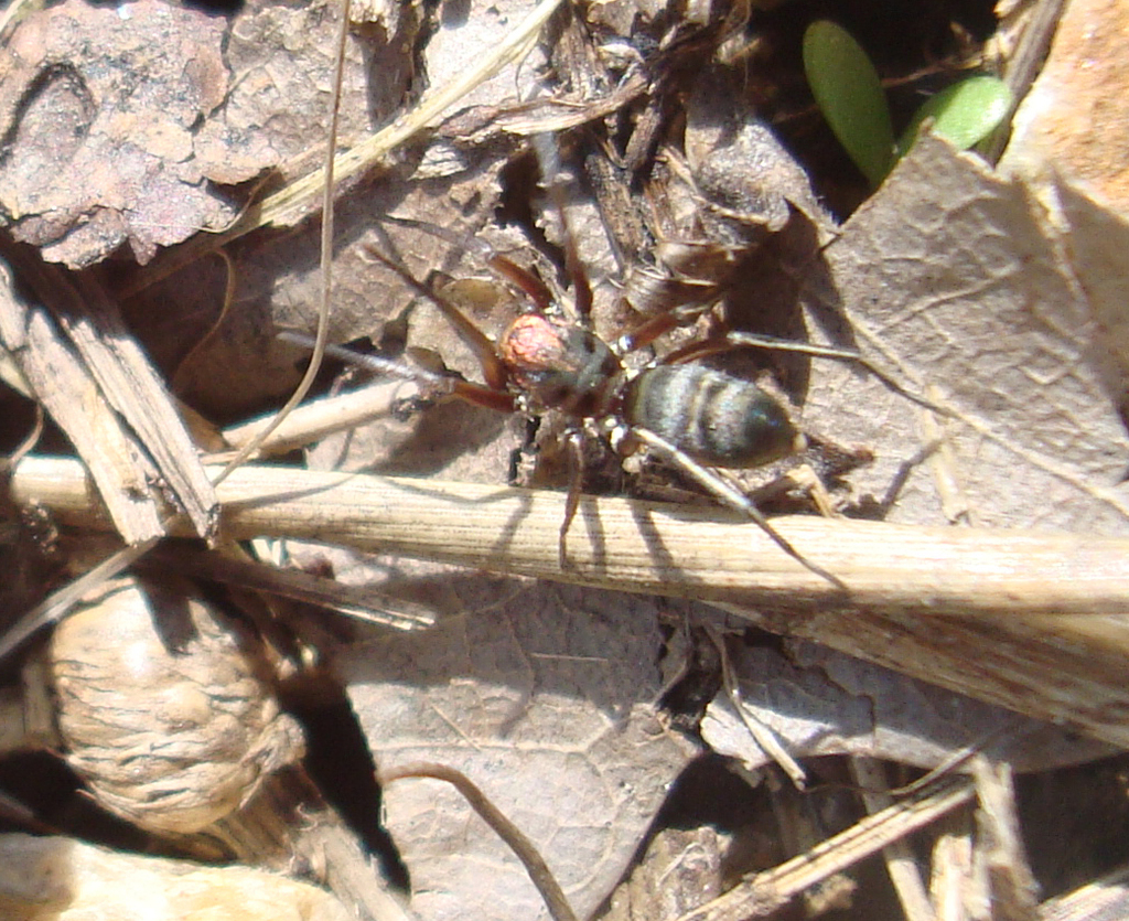 Micaria fulgens