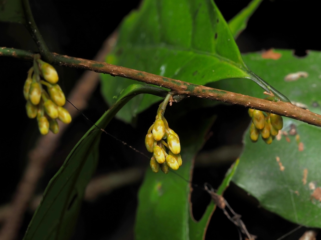 Maesa japonica; photograph (c) angryphyco, some rights reserved (CC BY)