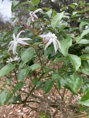 Jasminum nitidum