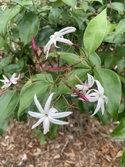 Jasminum nitidum