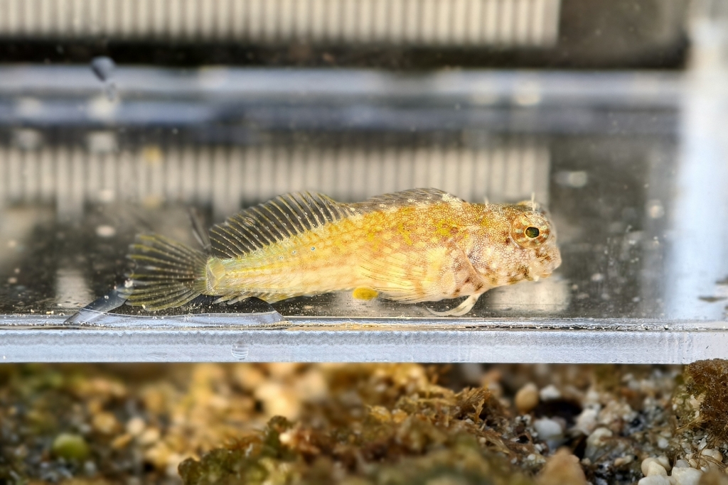 Banded Jewelled Blenny