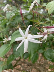 Jasminum nitidum