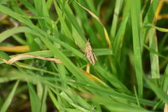 Chimarocephala pacifica