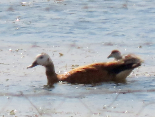 iNaturalist: (c) Gigi Laidler, some rights reserved (CC BY-NC), uploaded by Gigi Laidler iNaturalist image