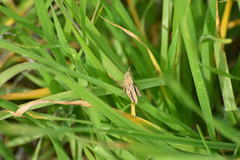 Chimarocephala pacifica