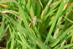 Chimarocephala pacifica