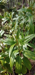 Miconia bicolor