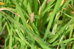 Chimarocephala pacifica