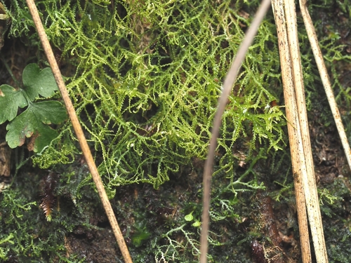 Lepidozia vitrea