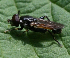 Tropidia scita