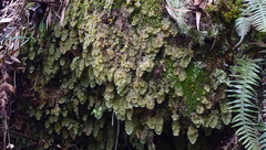 Didymoglossum lorencei